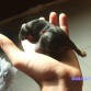 Este es uno de los peques, cuando nacio ( parece una ratita)